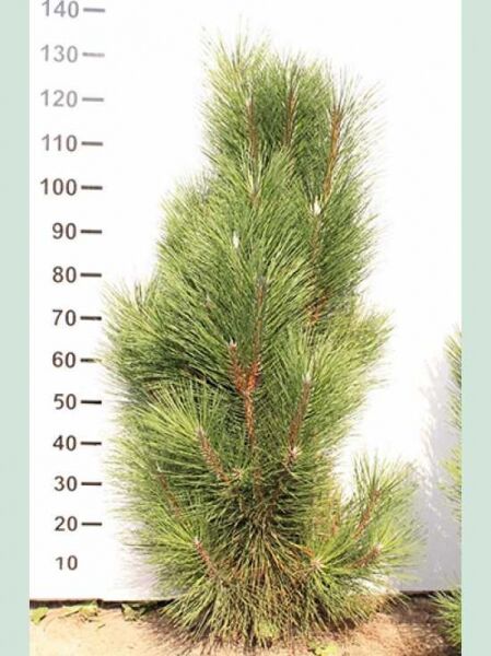 Pinus nigra 'Fastigiata' (Säulen-Schwarz-Kiefer), aufrechter, schmaler Wuchs mit langen grünen Nadeln, ca. 120–140 cm