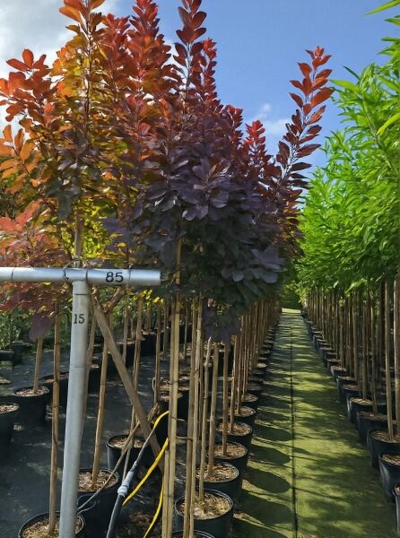 Cotinus coggygria 'Royal Purple' / Roter Perückenstrauch 'Royal Purple' Hochstamm 8-10 StU im Container mit dunkelrotem Laub