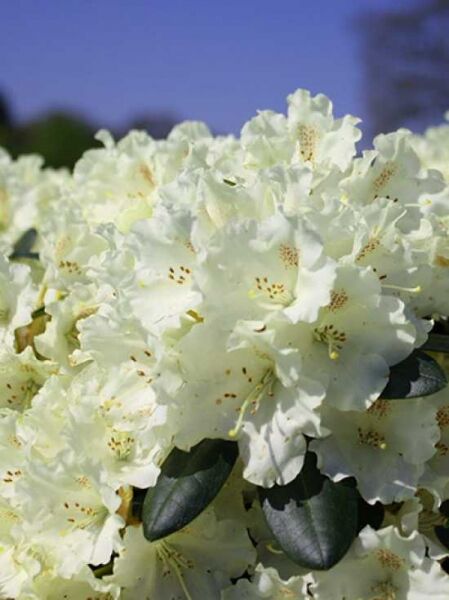Rhododendron yakushimanum 'Marietta' / Rhododendron 'Marietta'