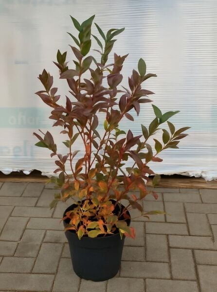 Heidelbeere / Kulturheidelbeere 'Emblue' / Vaccinium corymbosum 'Emblue'