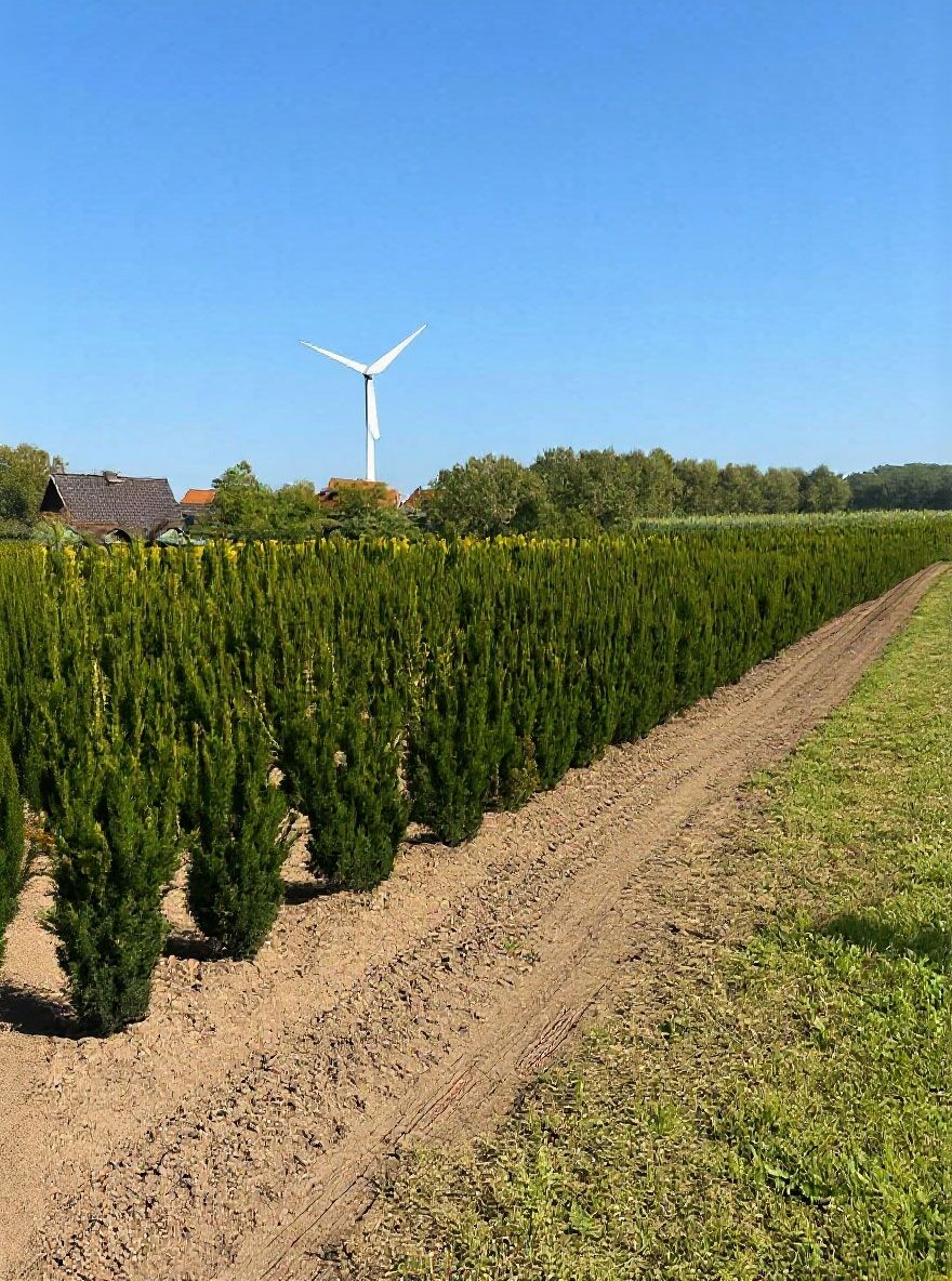 thuja occidentalis brabant pflanzen Thuja occidentalis 'Brabant' Gartenpflanzen