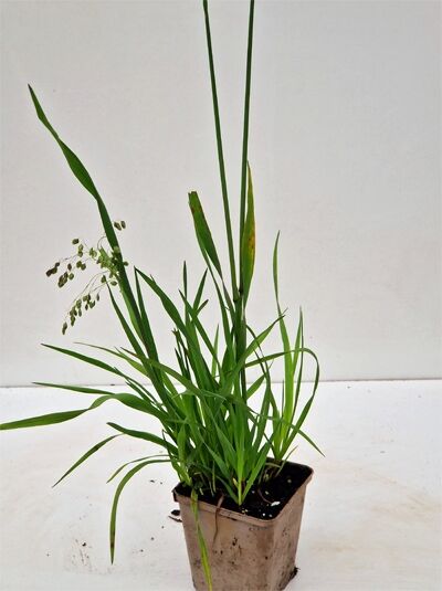 Briza media (Herz-Zittergras) P9, grünes Ziergras im quadratischen Pflanztopf mit schmalen Blättern und lockeren Rispen.