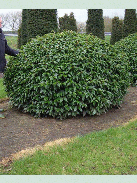 Prunus lusitanica 'Angustifolia' Kugel, Portugiesischer Kirschlorbeer, dichter immergrüner Kugelstrauch als Solitär 175-200 cm m. Db.