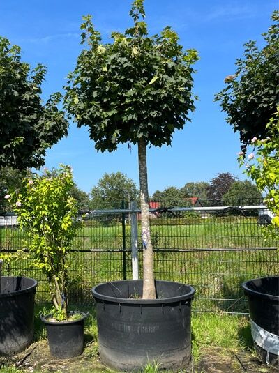 Acer platanoides 'Globosum' Kugel-Ahorn, Stammbaum im Container mit kugelförmiger Krone und grünem Laub.