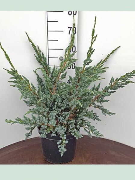 Juniperus squamata 'Meyeri' / Blauzeder-Wacholder
