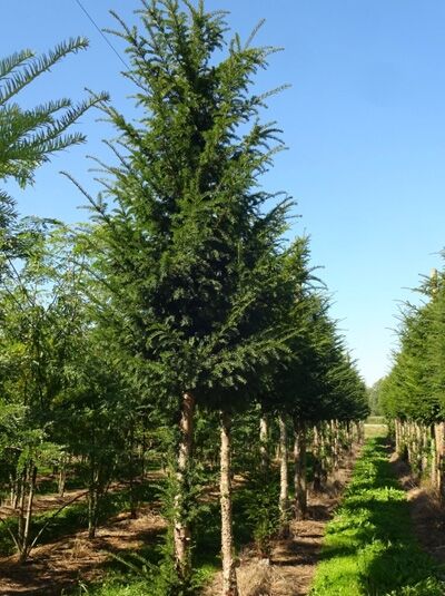 Heimische Eibe Hochstamm - Taxus baccata - Baumschule NewGarden
