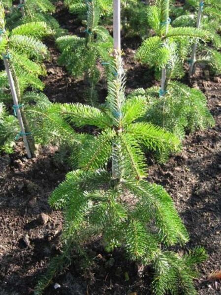 Hängende Nordmanns-Tanne (Abies nordmanniana 'Pendula') 50–60 cm m. B., junger Nadelbaum mit überhängenden Zweigen im Beet