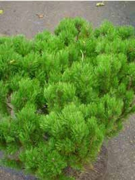 Pinus mugo mughus / Krummholz-Kiefer