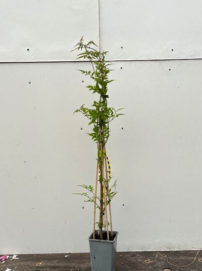 Jasminum officinale, Echter Jasmin, 60–100 cm C2 im Topf, aufgebundene Kletterpflanze mit grünen Blättern an Stäben.