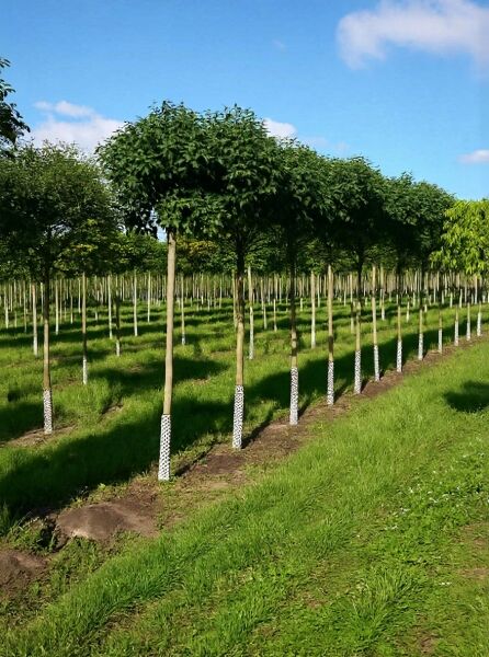 Kugelförmige Manna-Esche (Fraxinus ornus 'Mecsek'), Hochstamm mit kugeliger Krone im Baumschulquartier.