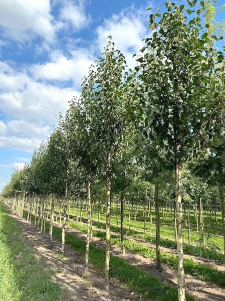 Kupfer-Birke Betula albosinensis 'Fascination' Hochstamm, schlanker Stamm mit lockerer Krone und grünem Laub im Baumschulbestand.