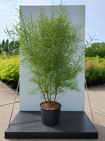 Farnblättriger Faulbaum (Frangula alnus 'Asplenifolia') im Topf, 125–150 cm, Container C20, aufrechter Strauch mit feinem Laub
