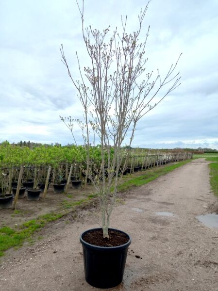 Blumen-Hartriegel Cornus rutgersensis 'Stellar Pink ®', mehrstämmiger Baum im Container C130, 250–300 cm, mit Knospen an Zweigen