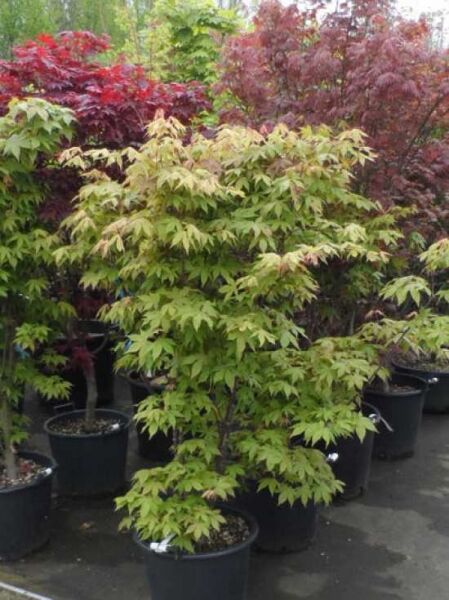 Japanischer Ahorn / Fächer-Ahorn 'Deshojo'  / Acer palmatum 'Deshojo'