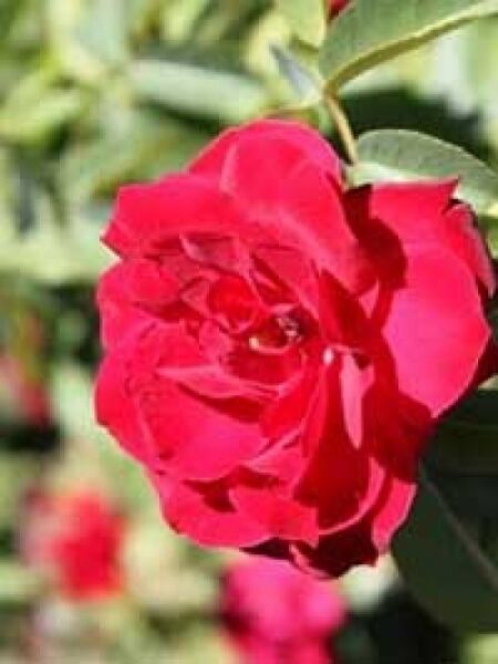 Rosa 'Dame de Coeur ®' / Edelrose 'Dame de Coeur'