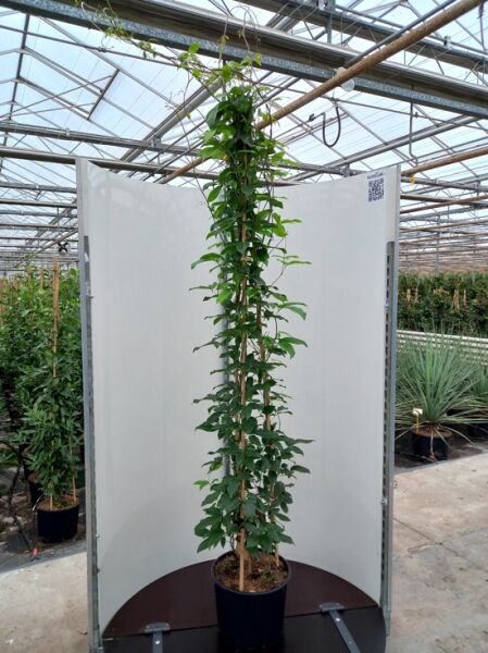 Wurstbeere / Breitblättrige Wurstrebe / Holboellia latifolia