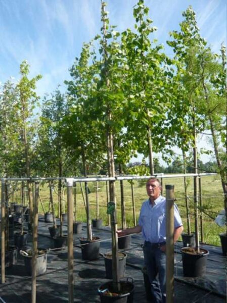 Tilia europaea 'Pallida' / Kaiser-Linde