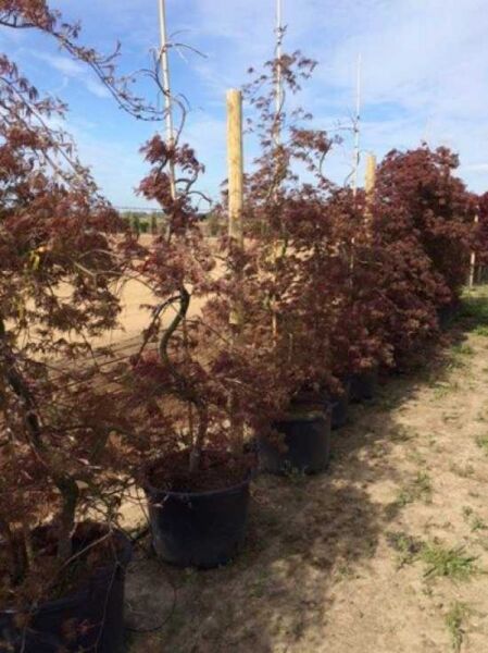 Acer palmatum 'Inaba shidare' – Fächer-Ahorn im Container C70, 150–175 cm, rotes, fein geschlitztes Laub und verzweigte Krone.