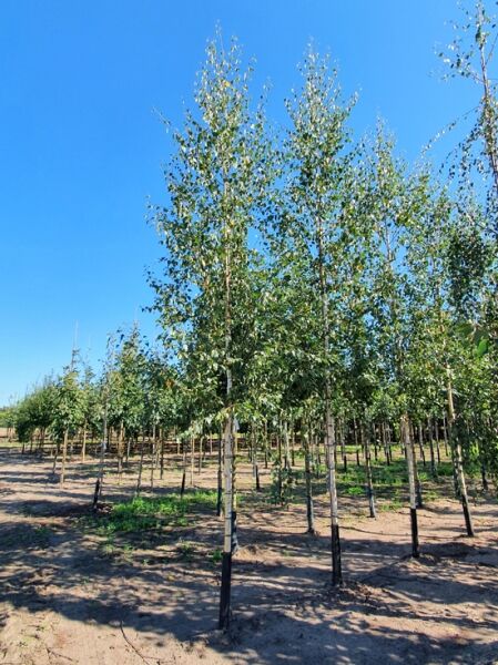 Weiß-Birke „Zwitsers Glorie“ (Betula pendula) Hochstamm 20-25 StU mit grünem Laub im Baumschulquartier.