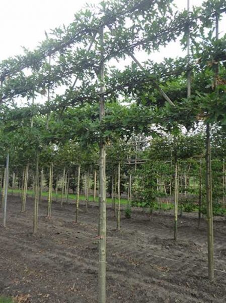 Quercus palustris / Sumpf-Eiche Hochstamm-Spalier mit geradem Stamm und waagerecht erzogener Krone am Spaliergerüst.
