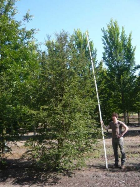 Antarktische Scheinbuche / Antarktische Scheinbuche