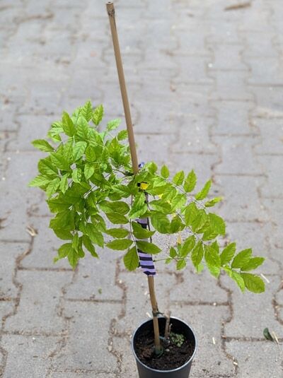 Weißer japanischer Blauregen / Weißer japanischer Blauregen