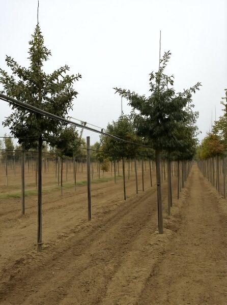 Quercus cerris (Zerr-Eiche, Türkische Eiche) Hochstamm 12-14 StU mit Drahtballen, Baum in Baumschulreihe