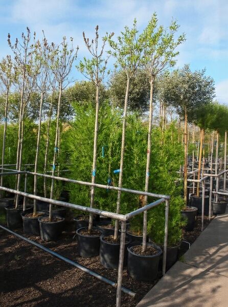 Syringa vulgaris 'Paul Thirion' (Gewöhnlicher Flieder) Hochstamm 10-12 StU im Container, Jungbaum mit Stamm und Krone im Topf.