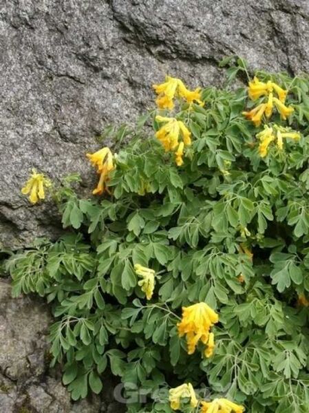 Corydalis lutea / Gelber Lerchensporn