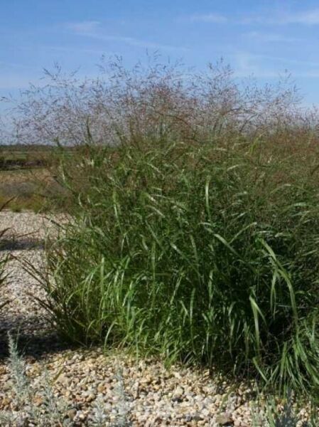 Ruten-Hirse / Garten-Rutenhirse / Ruten-Hirse / Panicum virgatum