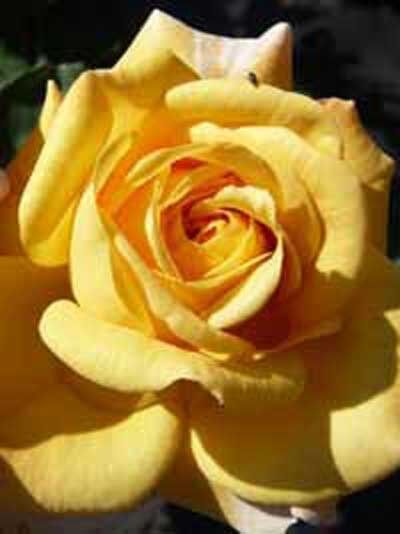 Englische Rose 'Yellow Charles Austin' / Rosa 'Yellow Charles Austin'