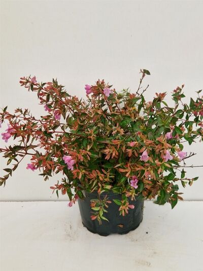 Abelia floribunda / Mexikanische Abelie 20-30 cm C2 Topfpflanze mit grün-rotem Laub und rosa Blüten.