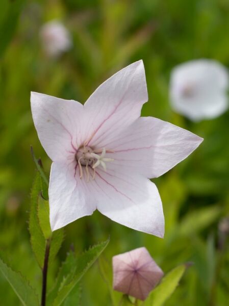 Platycodon grandiflorus 'Fuji Pink' / Großblütige Garten-Ballonblume 'Fuji Pink' mit hellrosa, sternförmiger Blüte und feinen Adern