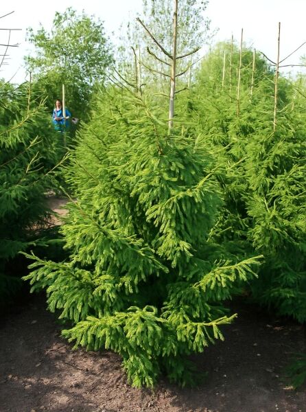 Picea orientalis 'Aureospicata' / Goldspitzenfichte 200-250 cm m. Db., junger Nadelbaum mit dichtem, grünem Wuchs und aufrechtem Leittrieb