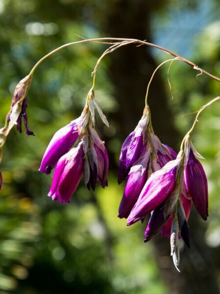 Trichterschwertel &#039;Dark Cerise&#039; / Dierama pulcherrimum &#039;Dark Cerise&#039;