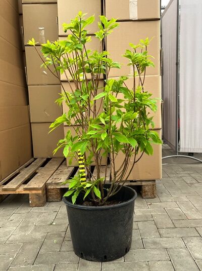Japanische Zimterle (Clethra barbinervis) im schwarzen Pflanztopf, mehrtriebiger Strauch, 60–80 cm, C10