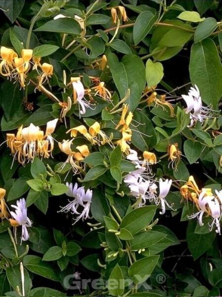 Lonicera japonica 'Hall's Prolific' / Japanisches Geißblatt 'Hall's Prolific'