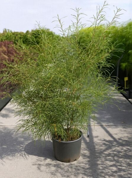 Rhamnus frangula 'Asplenifolia' / Gemeiner Faulbaum 'Asplenifolia', 100-125 cm, C20, im Container mit feinem, schmalem Laub.