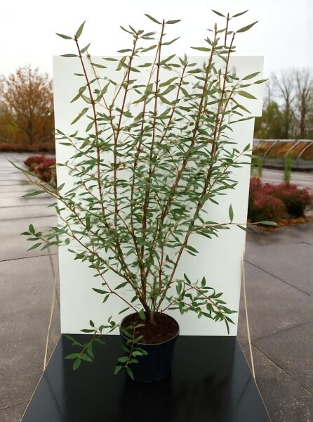 Viburnum 'Pragense' / Prager Schneeball 'Pragense', 125-150 cm, C20, mehrtriebiger Strauch im Topf mit grünen Blättern