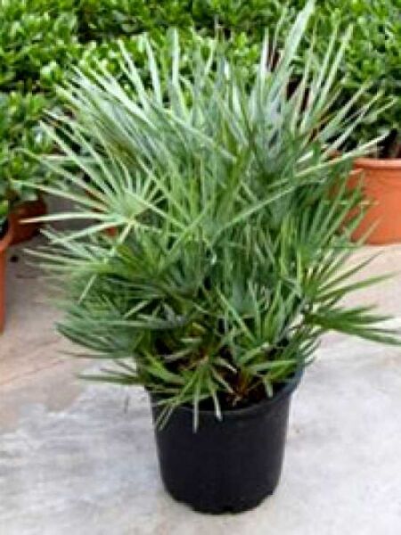 Kompakte Zwerg-Palme 'Vulcano' / Chamaerops humilis 'Vulcano'
