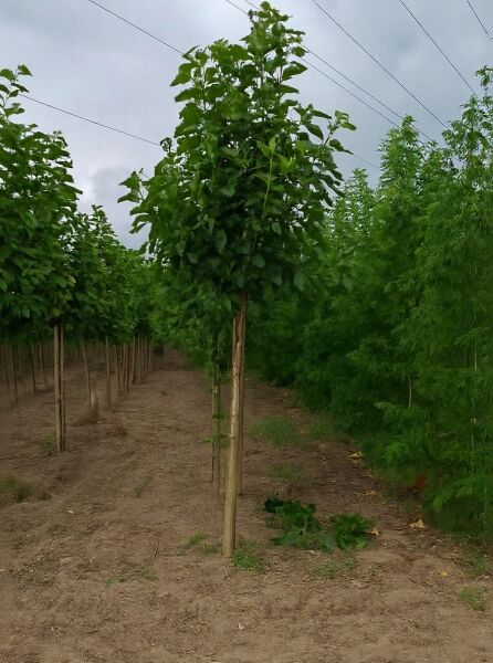 Morus alba (Weißer Maulbeerbaum) Hochstamm 14-16 StU mit durchgehendem Stamm und grüner, dichter Krone auf dem Feld