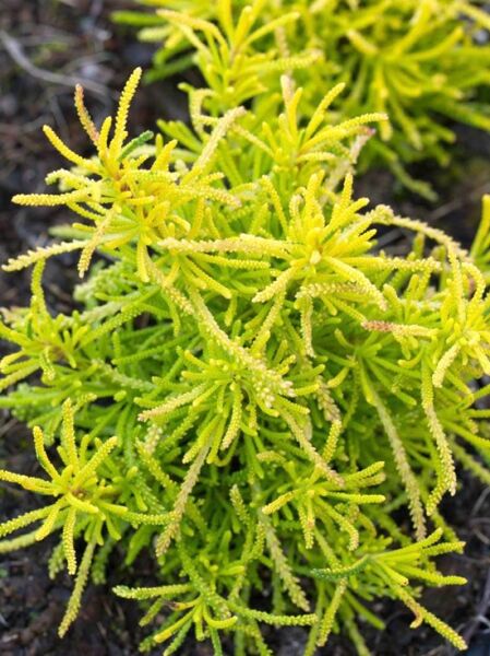 Heiligenkraut 'Lemon Fizz' / Santolina rosmarinifolia 'Lemon Fizz'