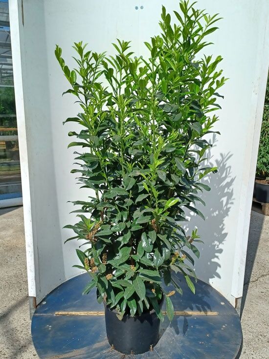 Kirschlorbeer 'Genolia' - Prunus laurocerasus 'Genolia' - Baumschule  NewGarden