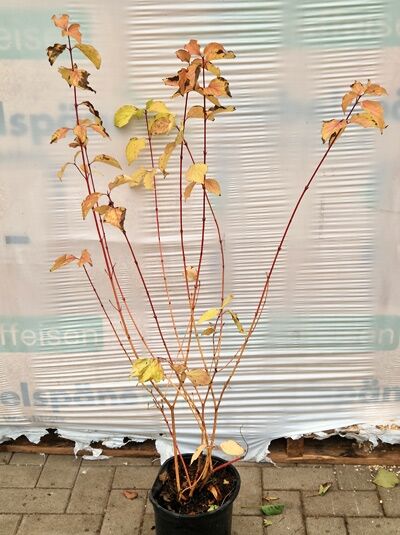 Cornus sanguinea 'Magic Flame' (Roter Hartriegel) 60-80 cm C5, mehrstämmiger Strauch im Topf mit rötlichen Trieben und Laubblättern
