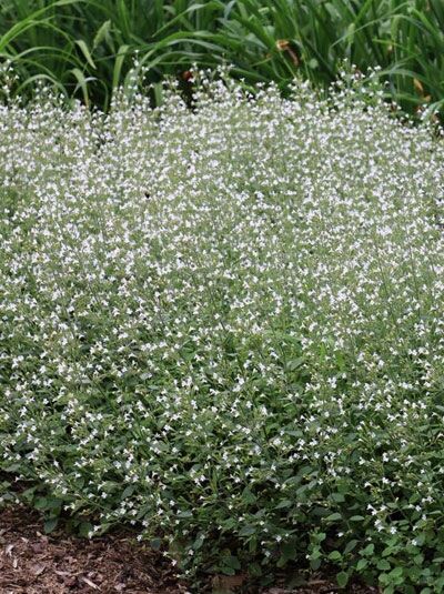 Kleinblütige Bergminze &#039;White Cloud&#039; / Calamintha nepeta &#039;White Cloud&#039;