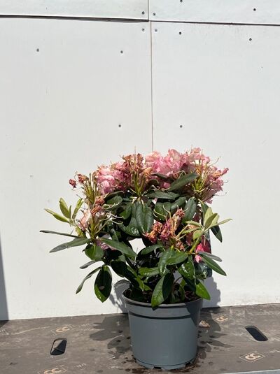 Rhododendron yakushimanum 'Fantastica' (Rhododendron 'Fantastica') 30-40 cm C7 im Topf, mit rosa Blüten und dunkelgrünen Blättern.