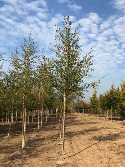 Sand-Birke (Betula pendula) Hochstamm 18–20 StU mit Drahtballen, schlanker Stamm und lockere Krone mit grünen Blättern.