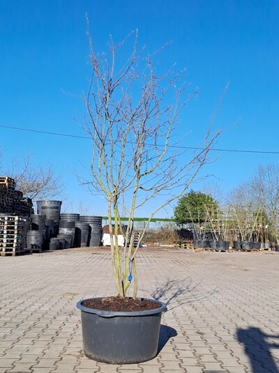 Kupfer-Felsenbirne 200 - 250 cm Schirmform / Amelanchier lamarckii (1567152)