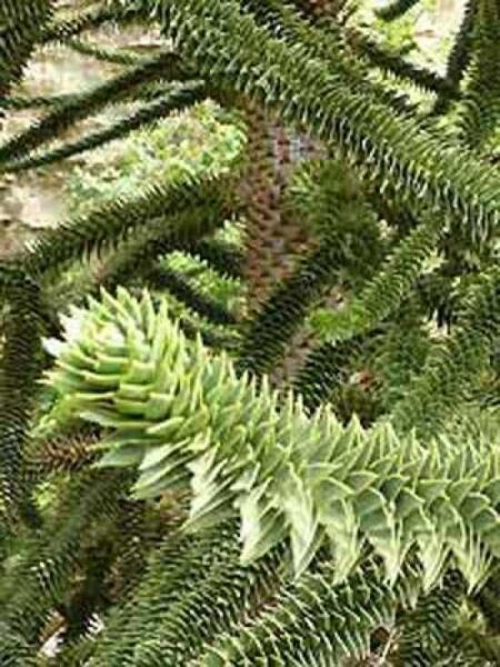 Chilenische Schmucktanne / Araukarie / Araucaria araucana kaufen