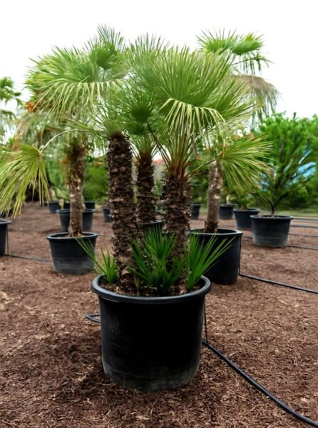 Europäische Zwergpalme (Chamaerops humilis) 250-300 cm C500 im Topf mit mehreren Stämmen und fächerförmigen Wedeln.